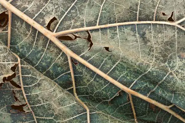 Natural decaying material can lead to the vinegar smell in car Ac